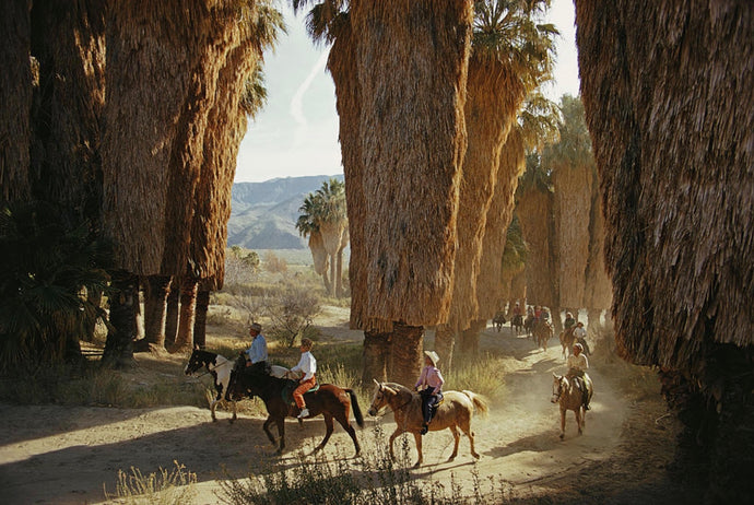 Early Riders by Slim Aarons - A group of horseriders are captured riding beneath enormous brown palms in a desert landscape