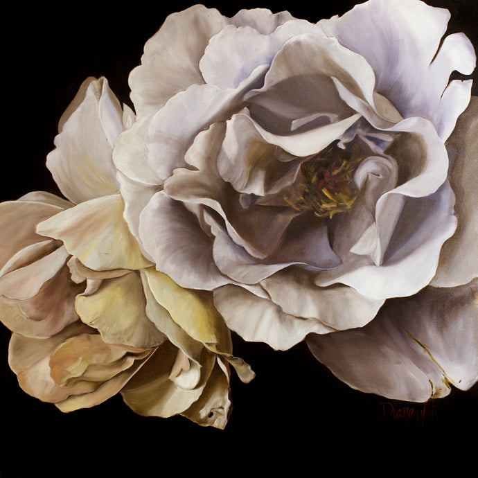 Amalfi by Diana Watson - A still life art print of roses in soft lilac tones against a black background.