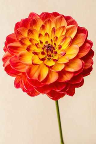 Audrey by Kara Rosenlund - Australian botanical photography capturing a Waterlily Dahlia.