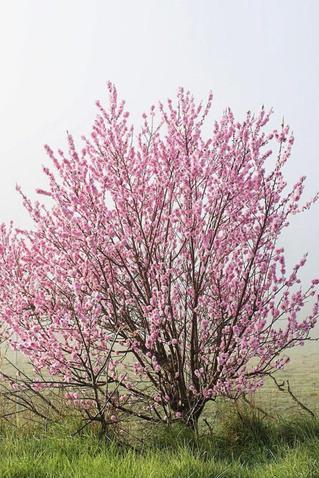 Blossoms by Kara Rosenlund - Australian landscape photography of a spring blossom tree in early grey fog.