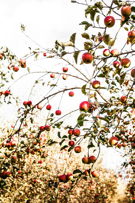 Country Apples by Kara Rosenlund - Australian landscape photography of a fruitful apple tree.