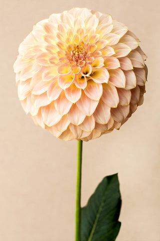 Daphne by Kara Rosenlund - Australian botanical photography capturing  a pale pink Ball Dahlia.