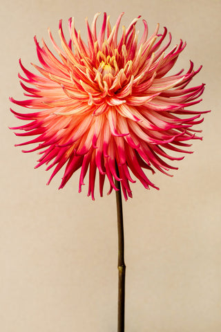 Mavis by Kara Rosenlund - Australian botanical photography capturing a pale fiery red Cactus Dahlia.