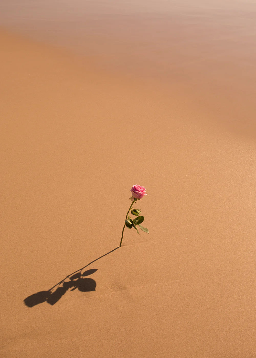 Portrait of a Rose