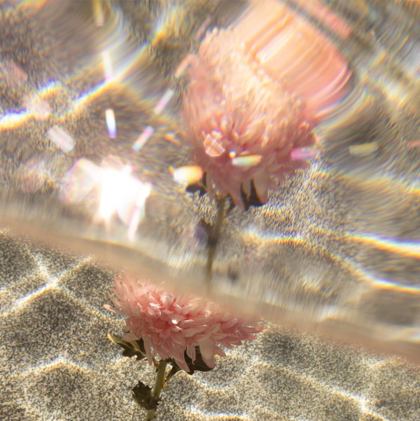 Signature Series - Underwater Florals 07