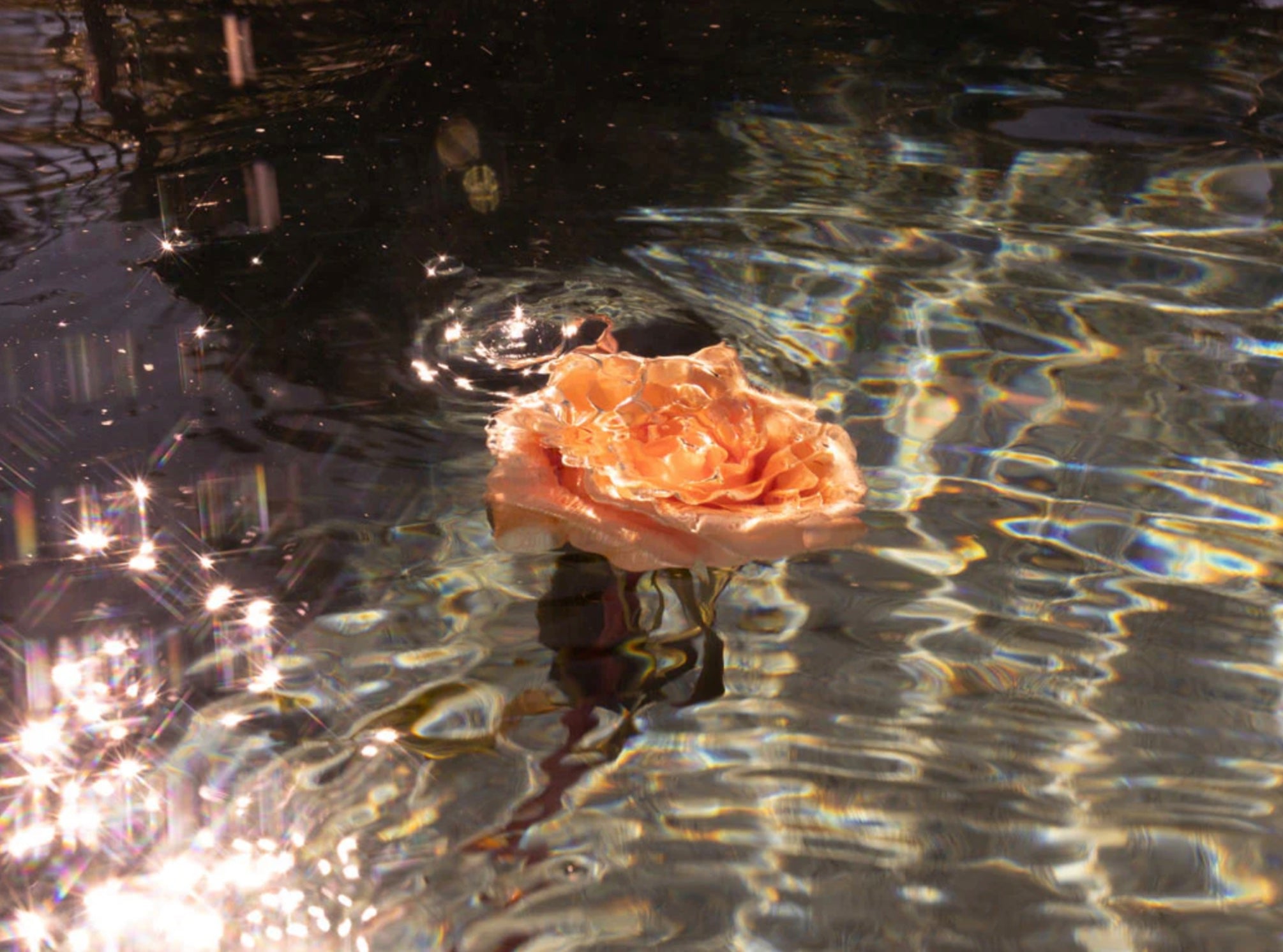 Signature Series - Underwater Florals 05