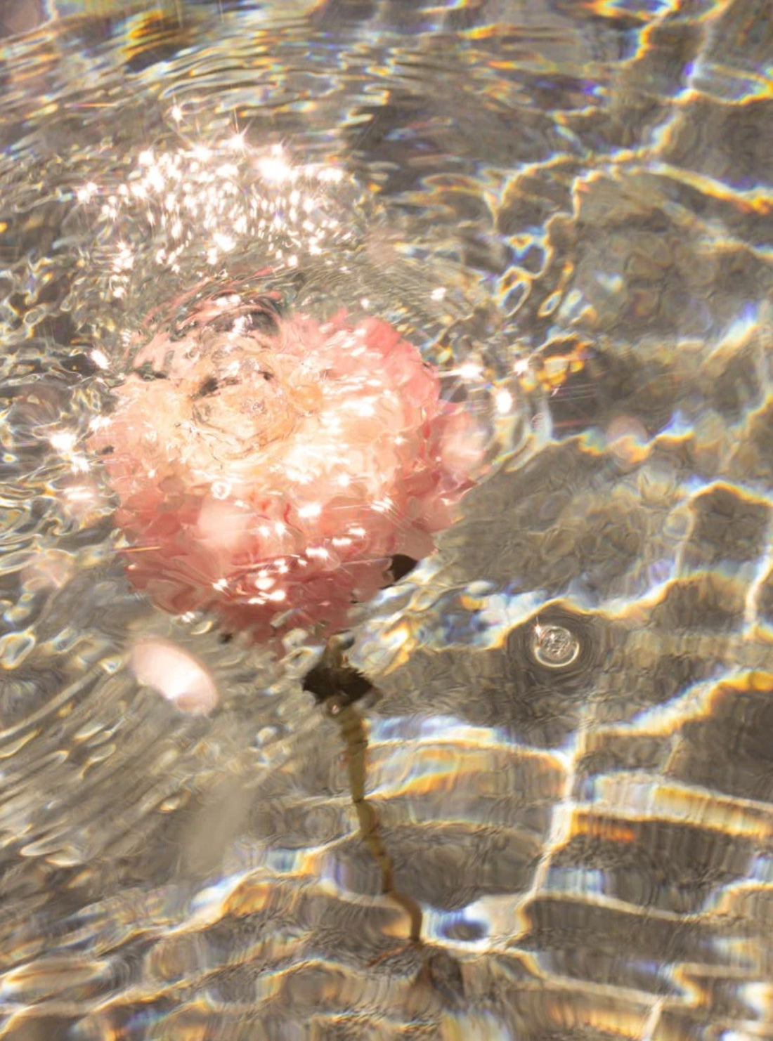 Signature Series - Underwater Florals 06
