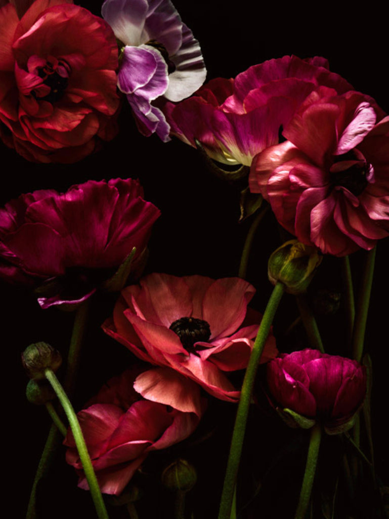 Avaline by Christa Lopez White - Floral photography of ranunculus stems in deep reds