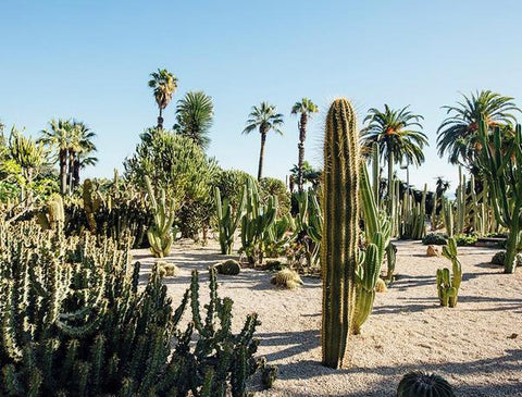 Barcelona, Spain by FINEPRINT co - A desert landscape with cactus plants and palm trees in the sand. 