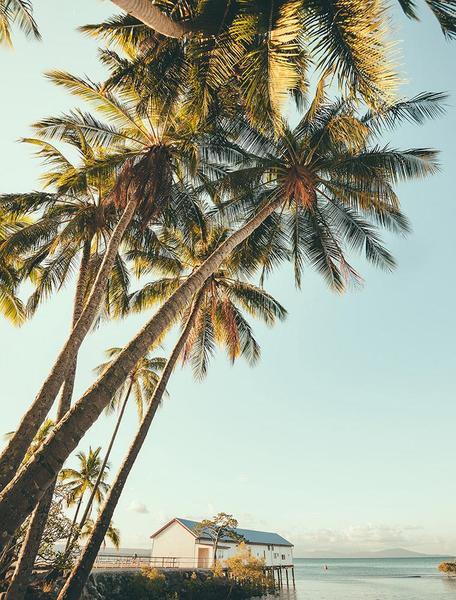 Port Douglas Palm
