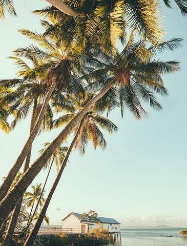 Port Douglas Palm by FINEPRINT co - A photograph looking up at tall tropical palm trees