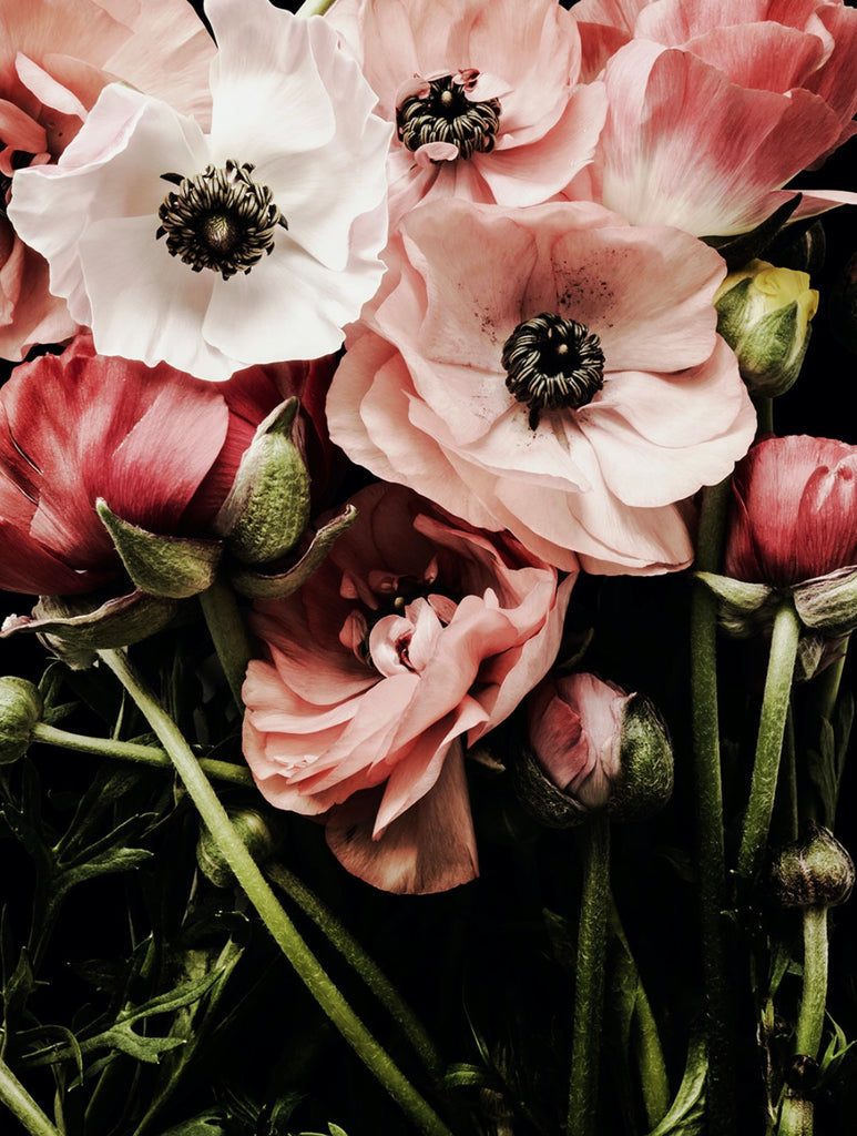 Marley by Christa Lopez White - Floral photography of pink and white ranunculus stems