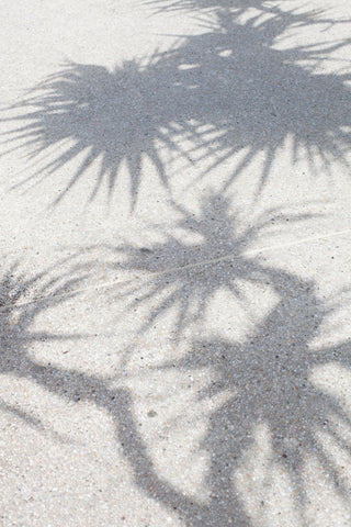 Shadow by FINEPRINT co - A coastal photographic print of palm tree shadows.