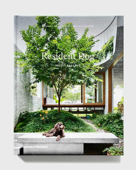 Resident Dog by Nicole England - Image of dog in courtyard garden with luch green tree with brown dog sitting on concrete bench