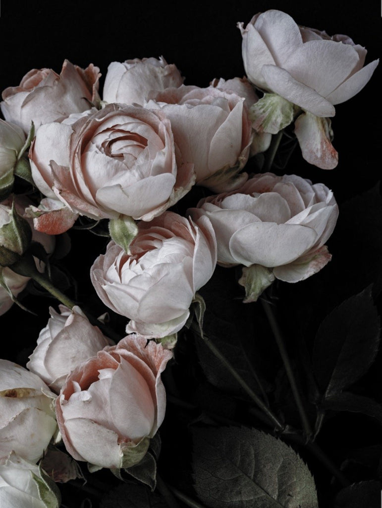 Pip by Christa Lopez White - Beautiful light pink floral moody photograph of roses with dark background